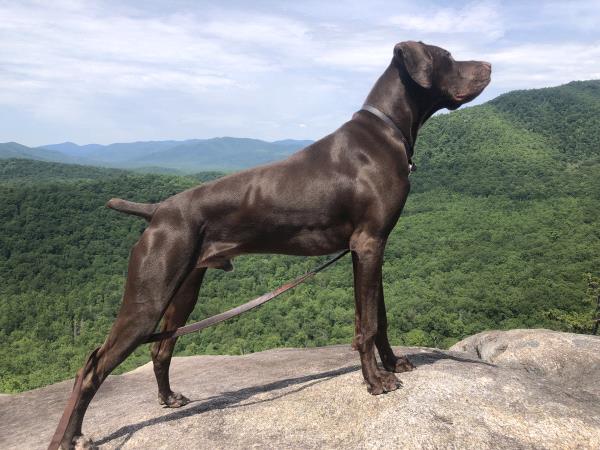 /images/uploads/southeast german shorthaired pointer rescue/segspcalendarcontest2019/entries/11381thumb.jpg